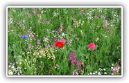 gallery_1