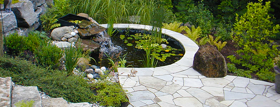 Lilly Pond